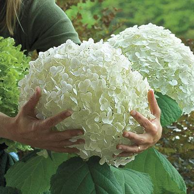 Hydrangea Seed Bonsai Flower Seeds Hydrangea Perennial Garden Home-unitmotor™