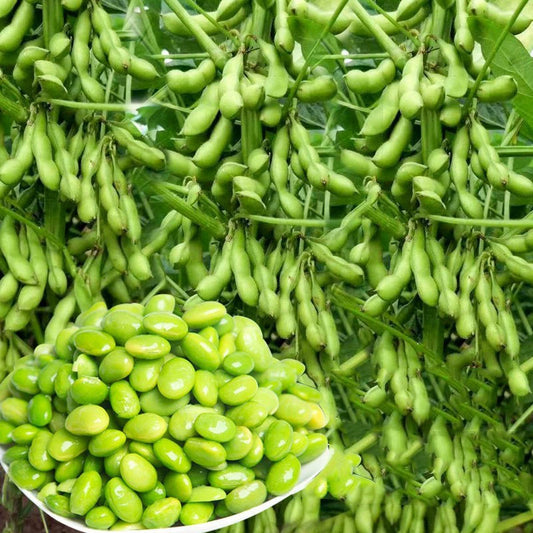 Dwarf Edamame🫛Seeds (High Yield)