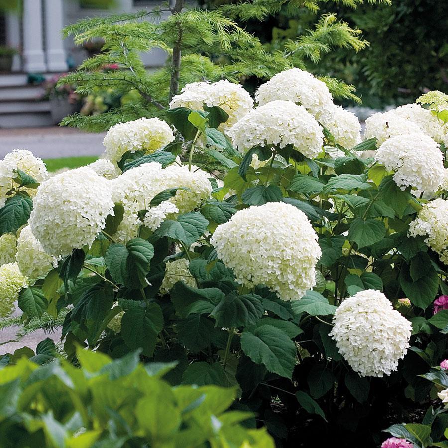 Hydrangea Seed Bonsai Flower Seeds Hydrangea Perennial Garden Home-unitmotor™