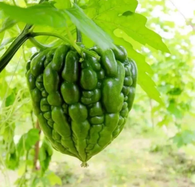 Big Top Bitter Melon Seeds-unitmotor™