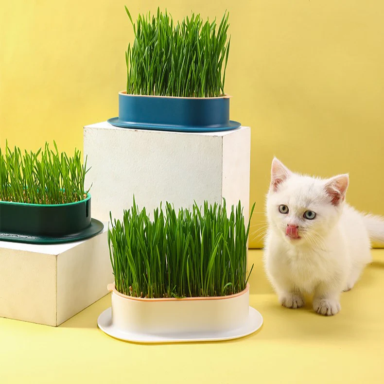 🌱 Cat Grass Seeds-Easy to Grow-unitmotor™