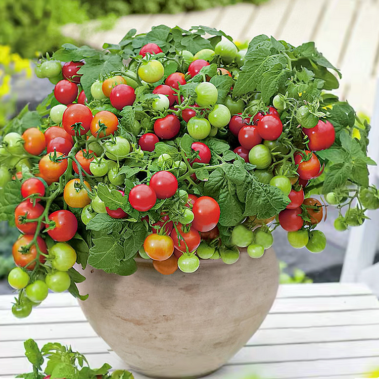 Dwarf Tomatos Seeds-unitmotor™