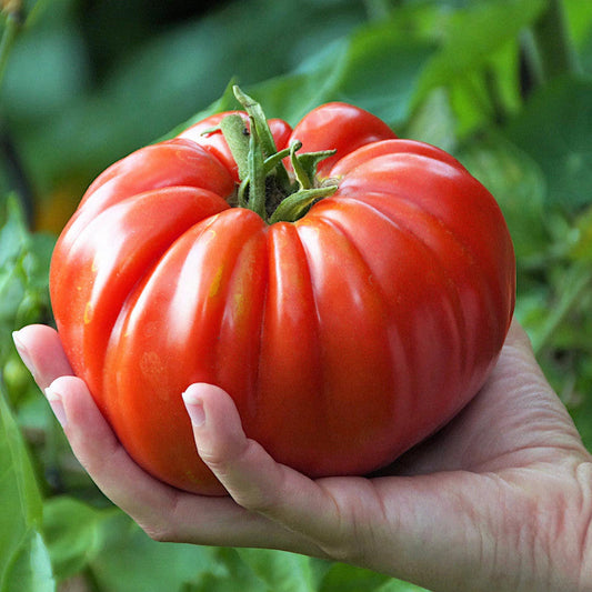 Giant Delicious Tomato / Up to 2kg (20 Seeds a Pack)-unitmotor™