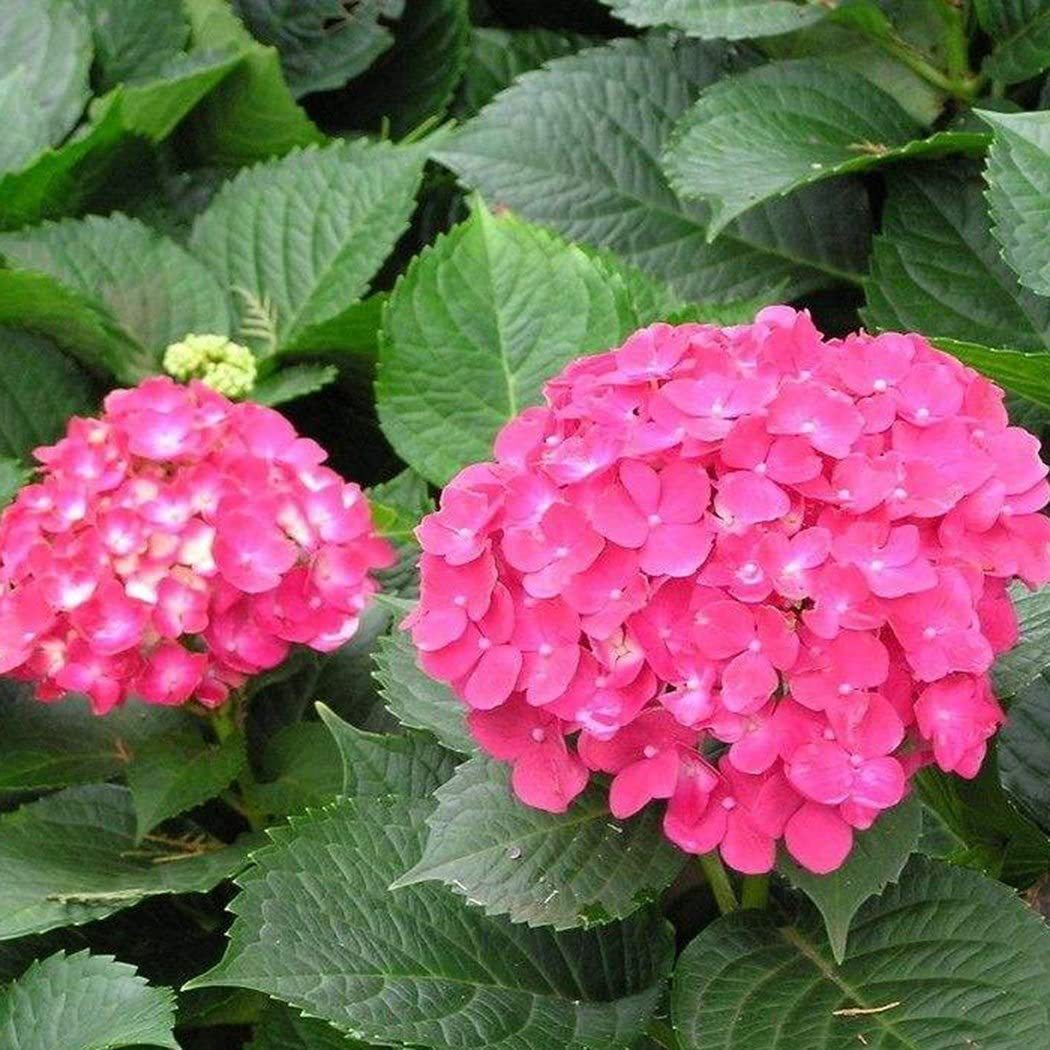 Hydrangea Seed Bonsai Flower Seeds Hydrangea Perennial Garden Home-unitmotor™