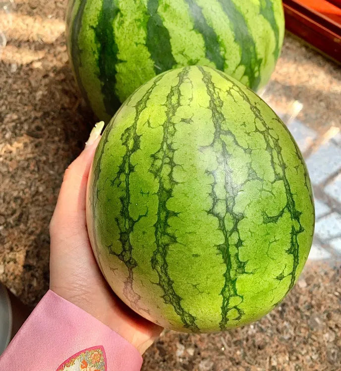 🍉Thin Skin Ruby Mini Watermelons Seeds-unitmotor™