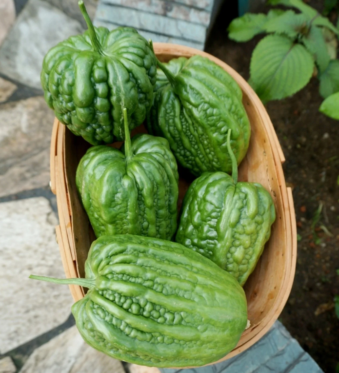 Big Top Bitter Melon Seeds-unitmotor™