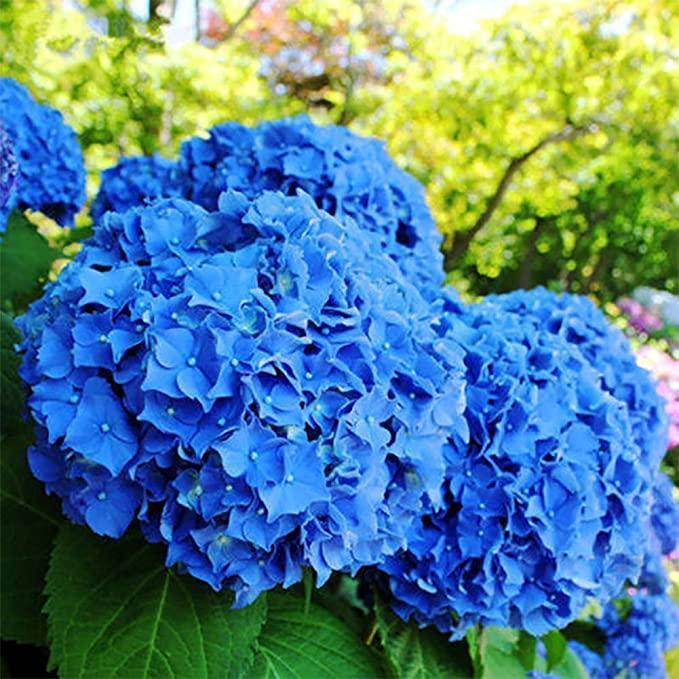 Hydrangea Seed Bonsai Flower Seeds Hydrangea Perennial Garden Home-unitmotor™