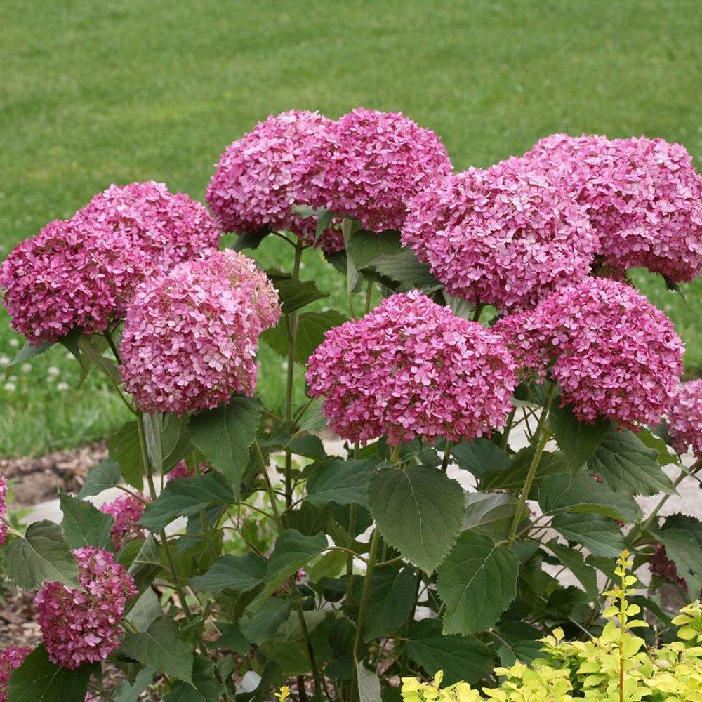 Hydrangea Seed Bonsai Flower Seeds Hydrangea Perennial Garden Home-unitmotor™