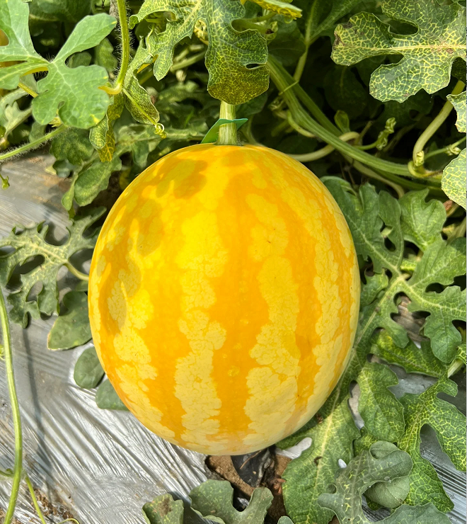 Yellow Skinned Red Flesh Watermelon Seeds-unitmotor™