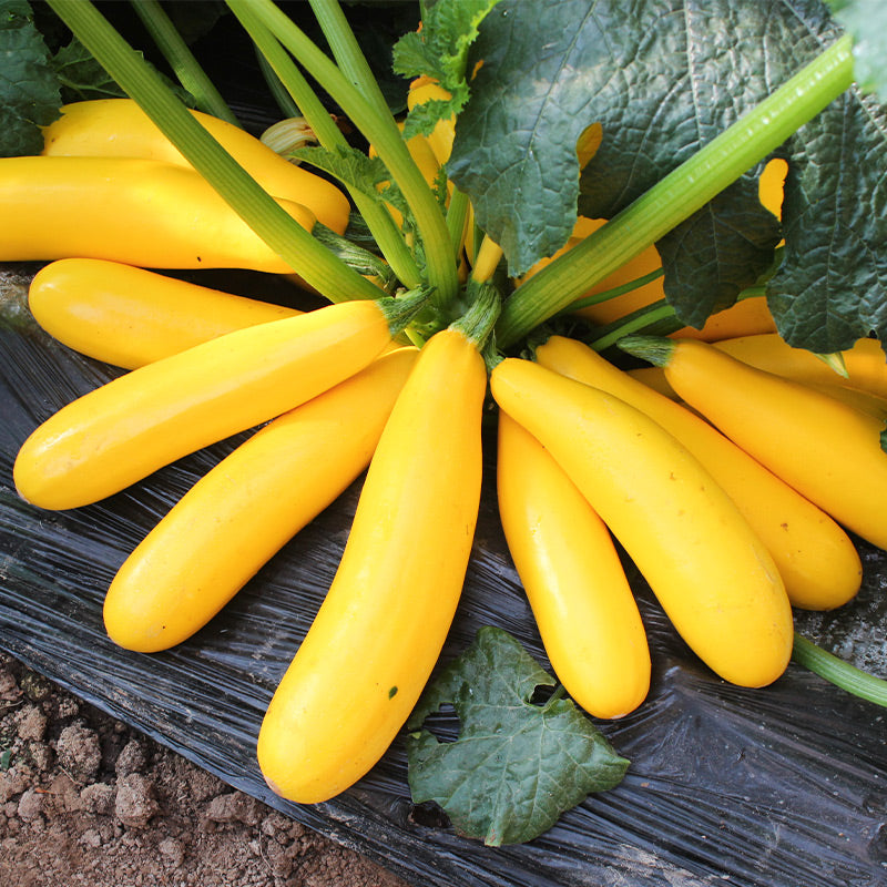 Golden Zucchini Seeds-unitmotor™