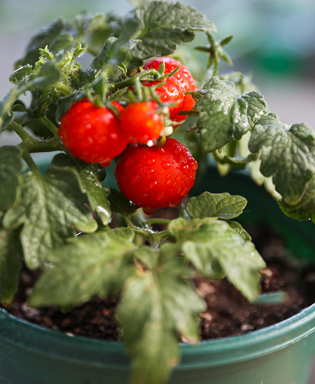 Dwarf Tomatos Seeds-unitmotor™