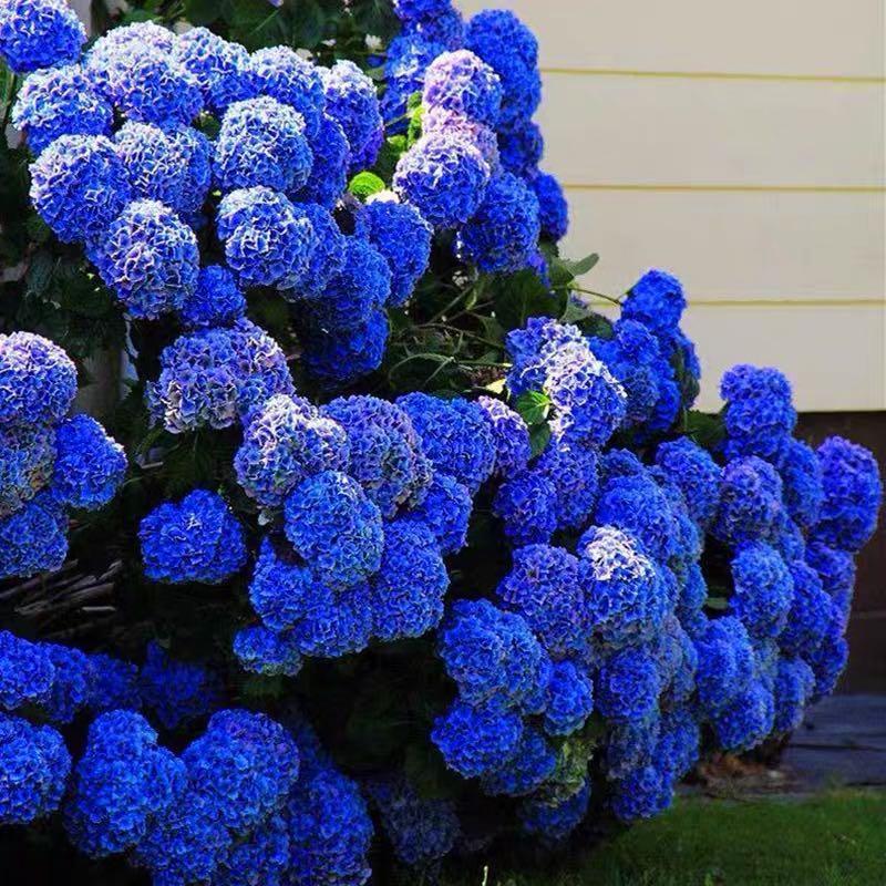 Hydrangea Seed Bonsai Flower Seeds Hydrangea Perennial Garden Home-unitmotor™