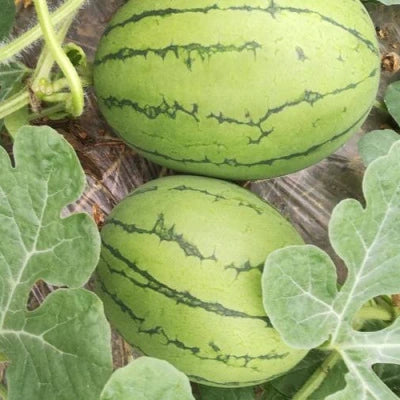 🍉Thin Skin Ruby Mini Watermelons Seeds-unitmotor™