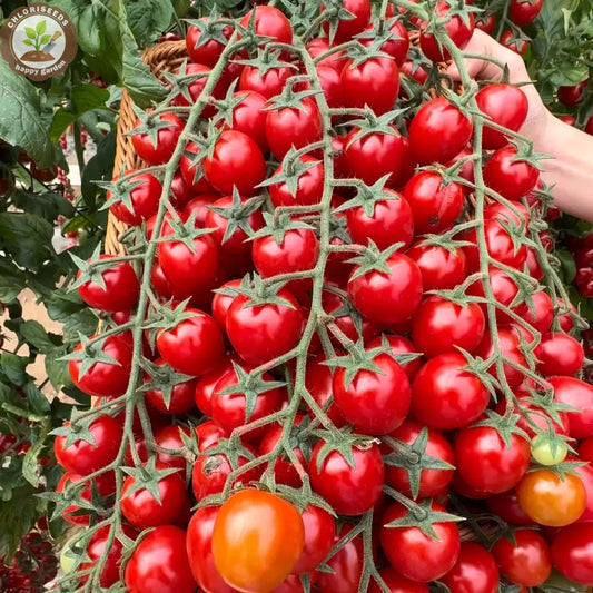 Waterfall Tomatoes Seeds-High Yield-unitmotor™