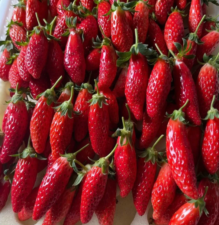 Rare Chili Strawberry Fruits Seeds-unitmotor™