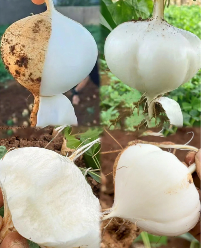 Jicama Pachyrhizus Erosus Seeds-unitmotor™