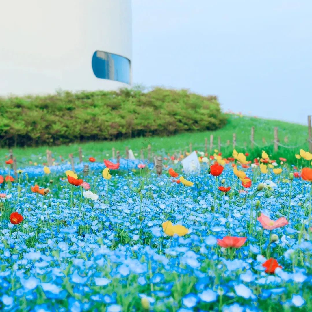 💙Baby-Blue-Eyes Seeds—Sky Color-unitmotor™