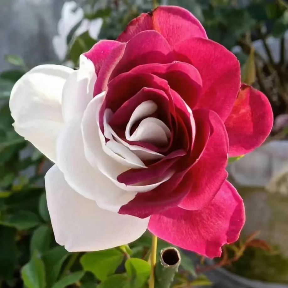 🌹Rare Twin Roses Seeds-unitmotor™