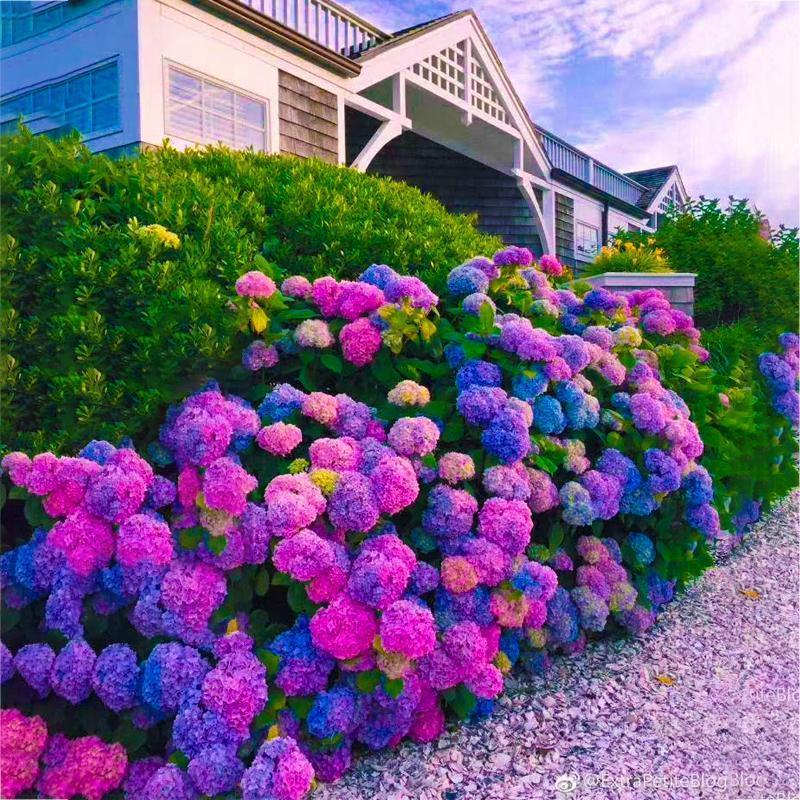 Hydrangea Seed Bonsai Flower Seeds Hydrangea Perennial Garden Home-unitmotor™