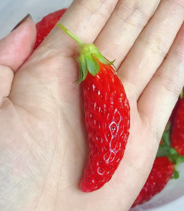 Rare Chili Strawberry Fruits Seeds-unitmotor™