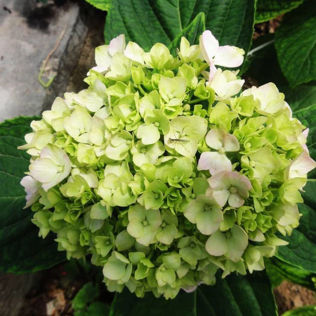 Hydrangea Seed Bonsai Flower Seeds Hydrangea Perennial Garden Home-unitmotor™