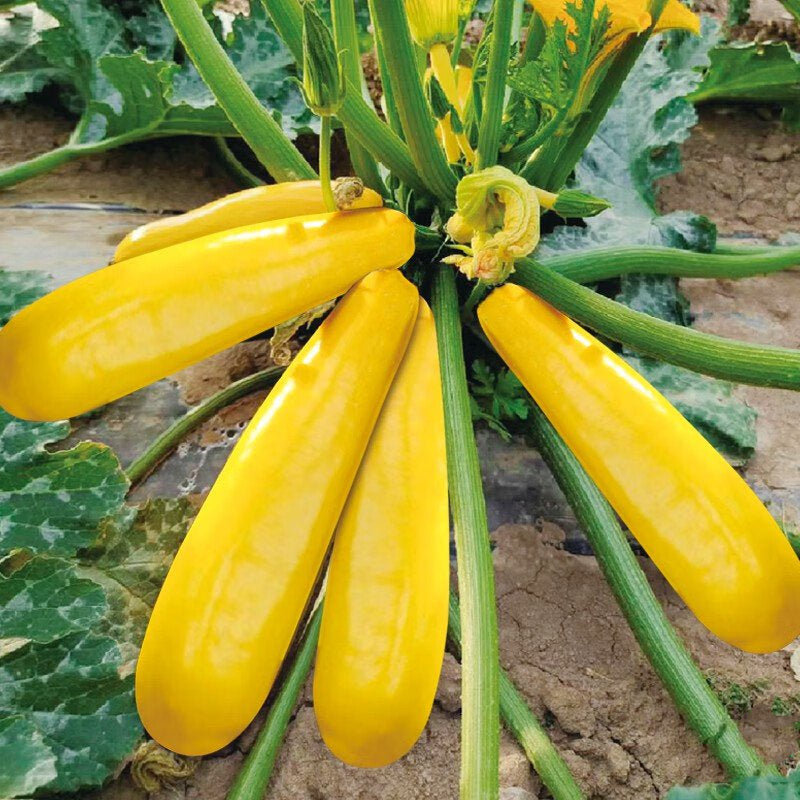 Golden Zucchini Seeds-unitmotor™