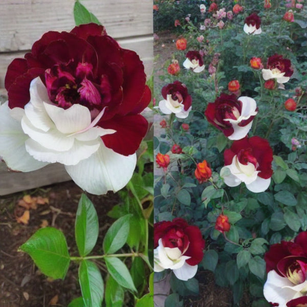 🌹Rare Twin Roses Seeds-unitmotor™