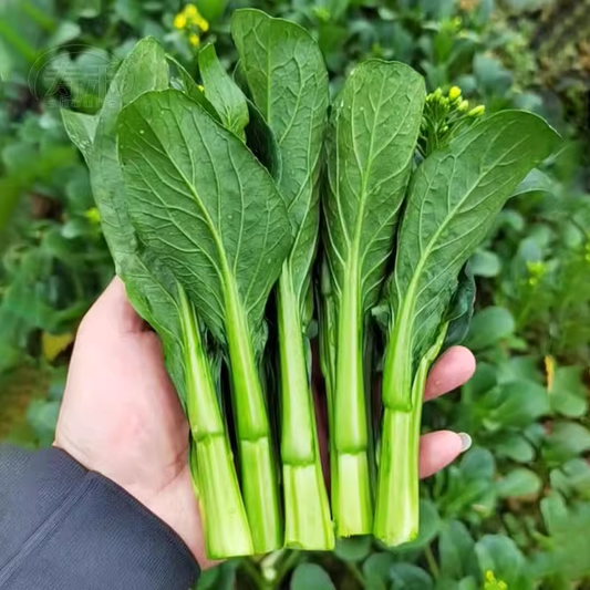 1000Pcs-Four-Nine Choy Sum Seeds-unitmotor™