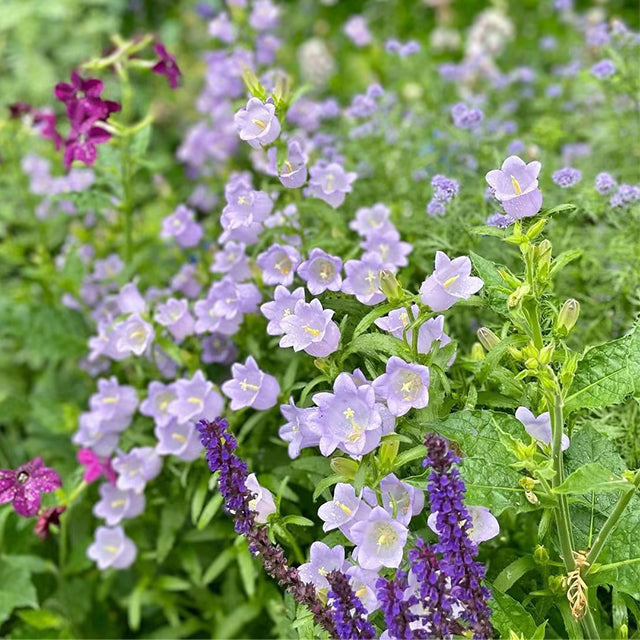 🔔Bellflower Seeds—Spring's Rainbow Romance🌸-unitmotor™