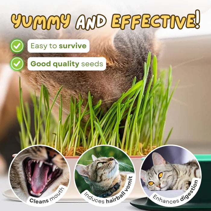 🌱 Cat Grass Seeds-Easy to Grow-unitmotor™