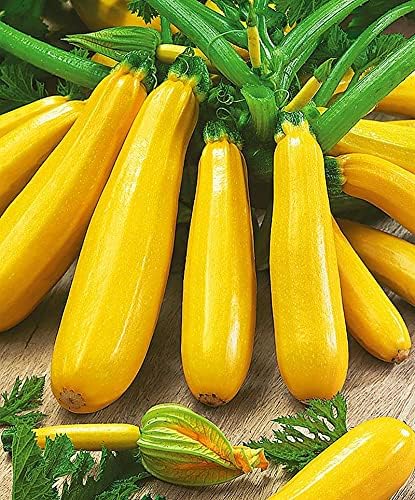 Golden Zucchini Seeds-unitmotor™