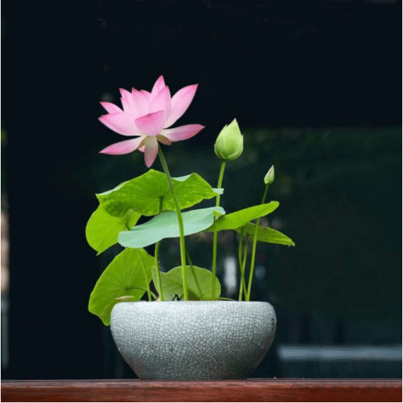 THE PREMIUM BONSAI LOTUS FLOWER SEEDS-unitmotor™