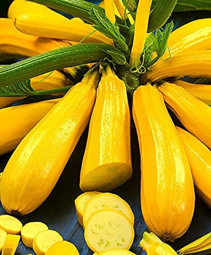 Golden Zucchini Seeds-unitmotor™