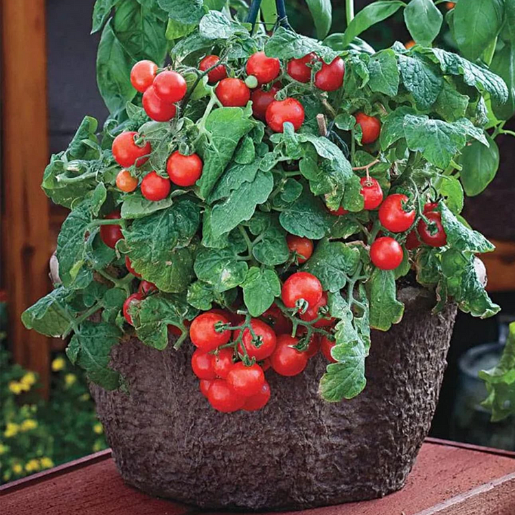 Dwarf Tomatos Seeds-unitmotor™