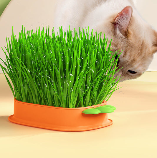 🌱 Cat Grass Seeds-Easy to Grow-unitmotor™