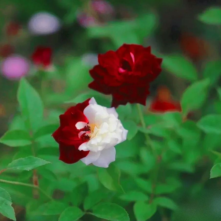 🌹Rare Twin Roses Seeds-unitmotor™