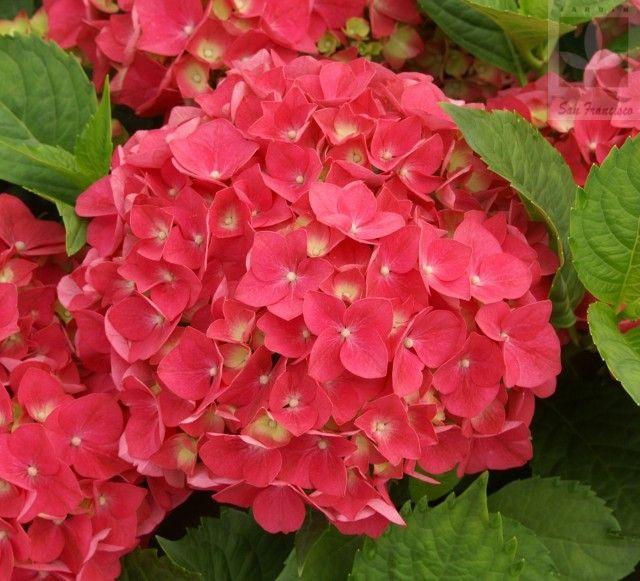 Hydrangea Seed Bonsai Flower Seeds Hydrangea Perennial Garden Home-unitmotor™