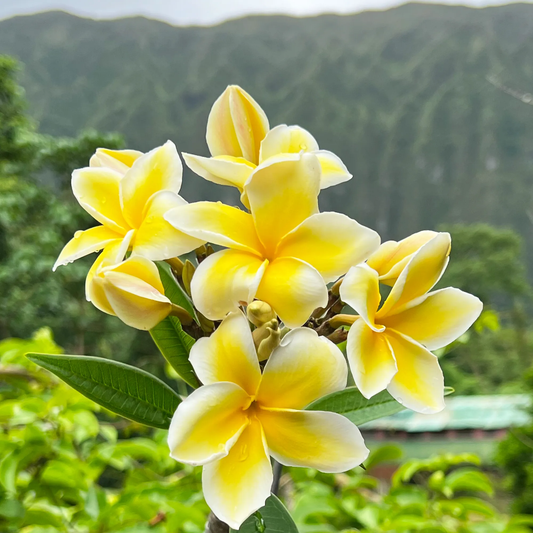 💛 Plumeria Seeds Limited-Time Sale! Create Your Summer Garden