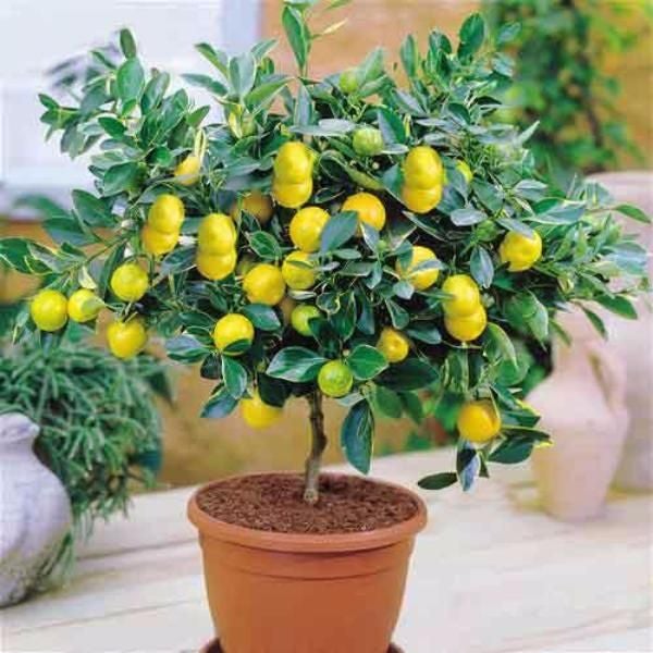 High Survival Rate Lemon Tree Seeds-unitmotor™