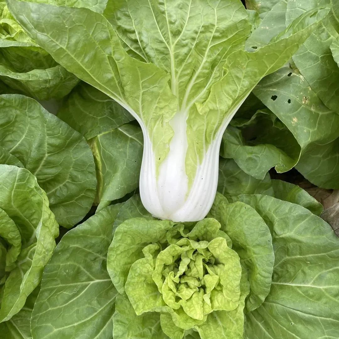 🌿3000 PCS-Fast-Growing Cream Lettuce Seeds-unitmotor™