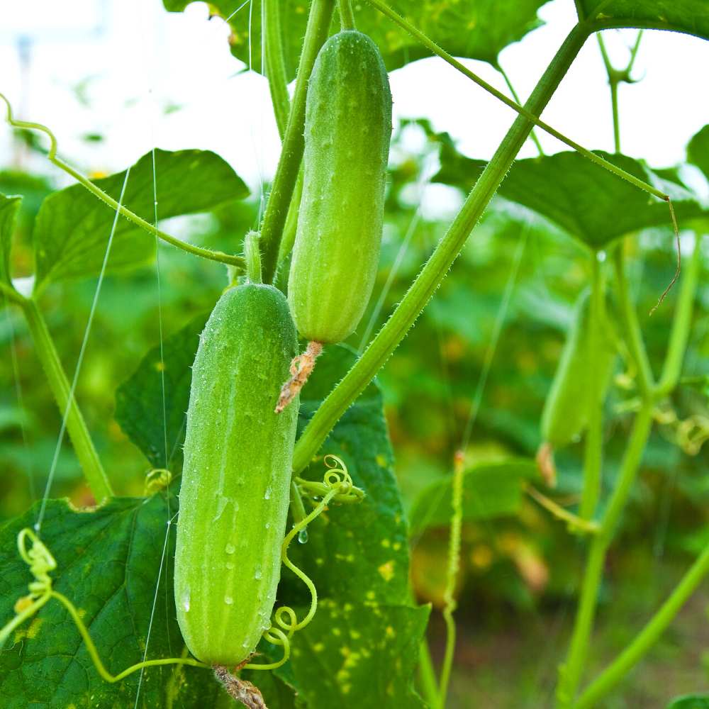 Fruit Cucumber Seeds-unitmotor™