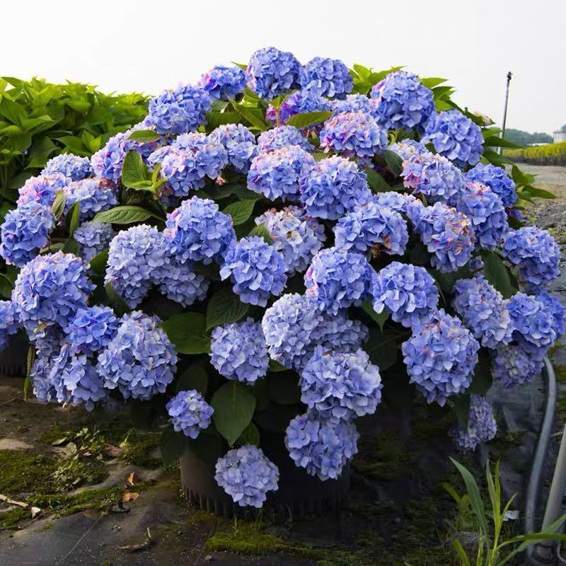 Hydrangea Seed Bonsai Flower Seeds Hydrangea Perennial Garden Home-unitmotor™