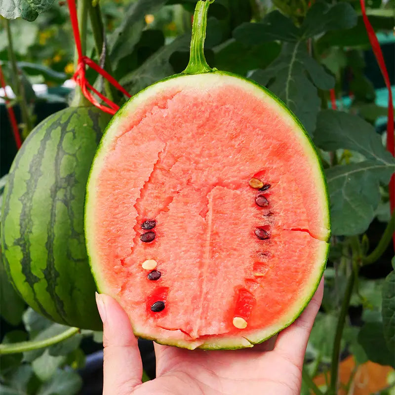 🍉Thin Skin Ruby Mini Watermelons Seeds-unitmotor™