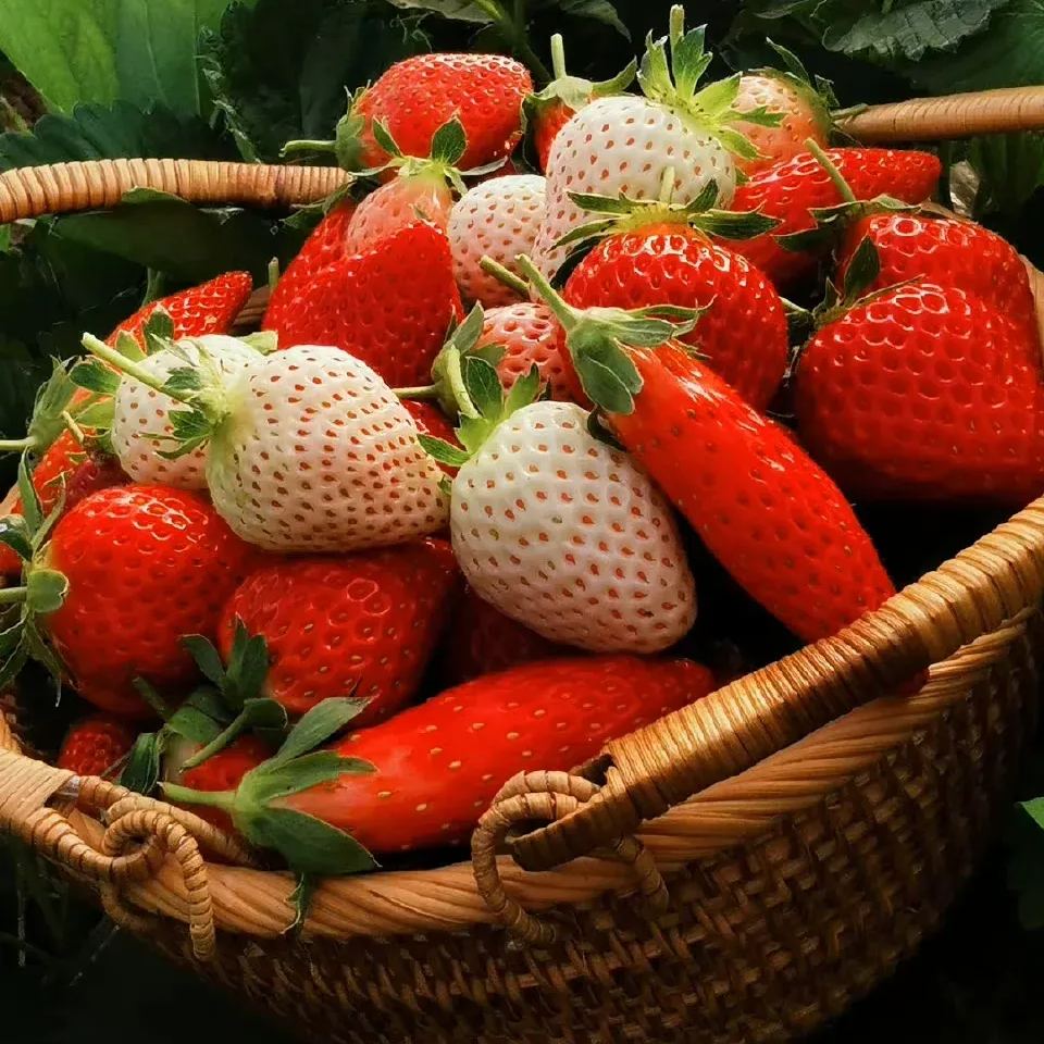 Rare Chili Strawberry Fruits Seeds-unitmotor™