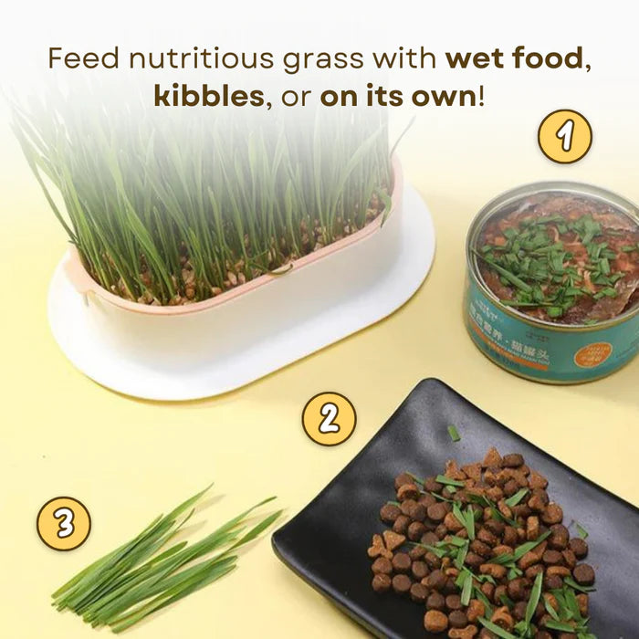 🌱 Cat Grass Seeds-Easy to Grow-unitmotor™