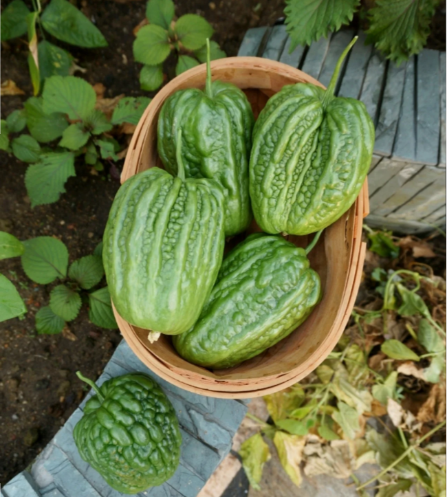 Big Top Bitter Melon Seeds-unitmotor™