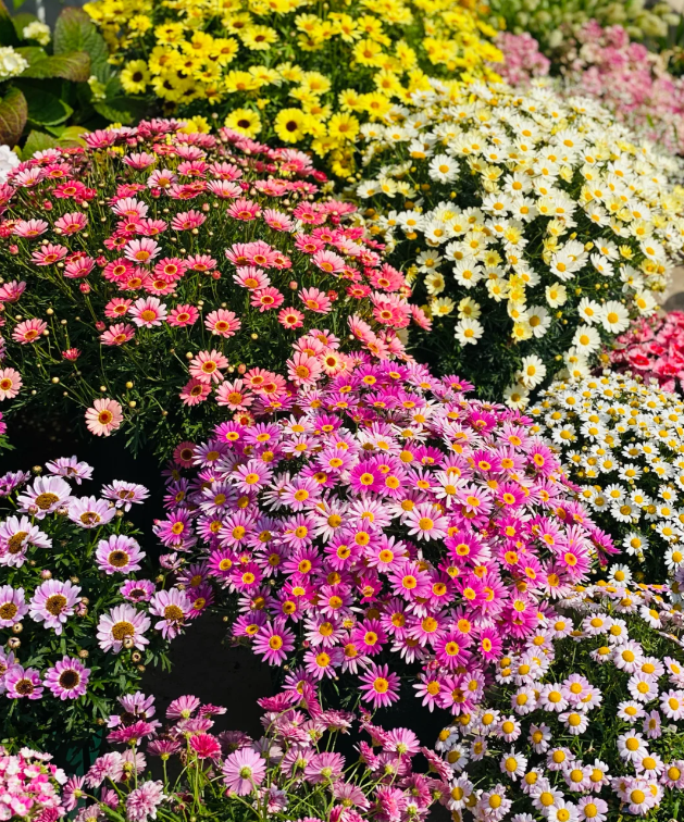 🌼Insect Killers🐞-Pyrethrum Daisy Seeds-unitmotor™