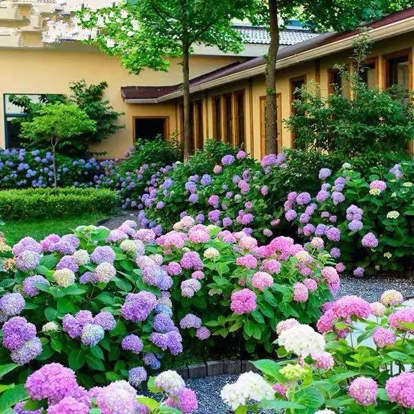 Hydrangea Seed Bonsai Flower Seeds Hydrangea Perennial Garden Home-unitmotor™