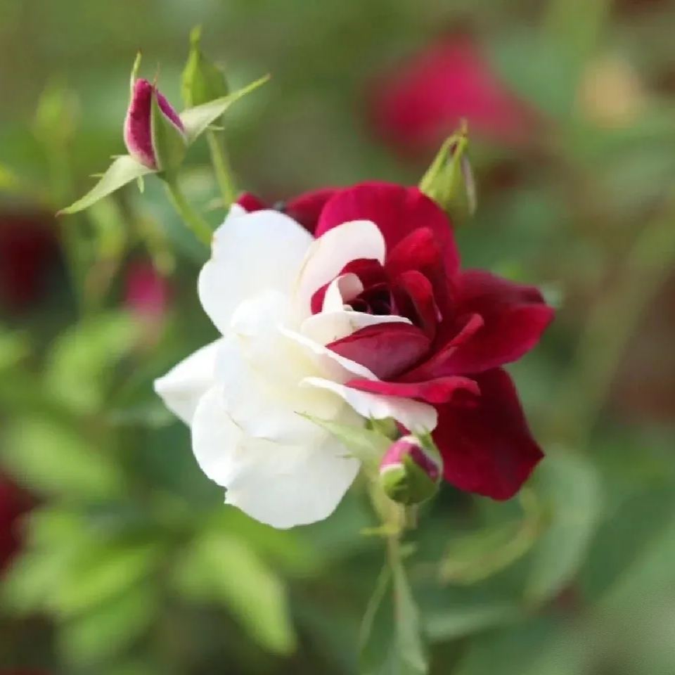 🌹Rare Twin Roses Seeds-unitmotor™