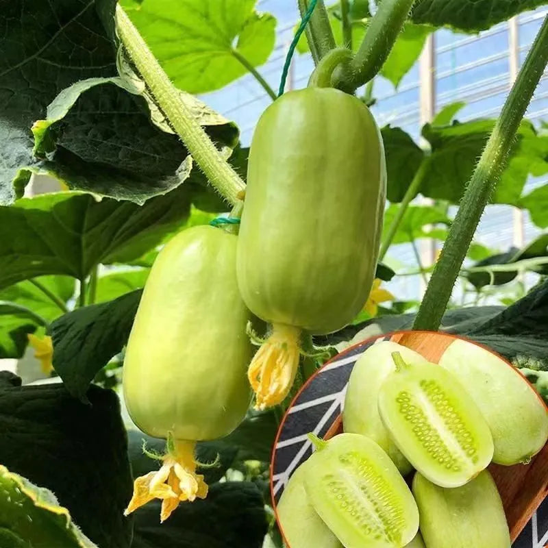 🥒Jade Maiden Cucumber – sweet, crunchy and refreshing